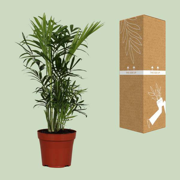 Mexikanische Bergpalme Chamaedorea Elegans Zimmerpflanze Ø12cm ↕40cm – tropische Grünpflanze für Wohnzimmer, Büro & helle Standorte kaufen – Plant