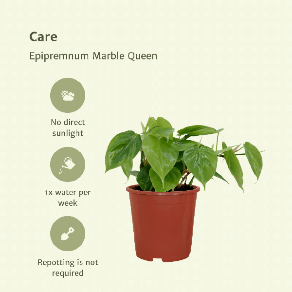 Baumfreund Philodendron Scandens Zimmerpflanze Ø12cm ↕5cm – pflegeleichte Grünpflanze für Wohnzimmer, Büro & helle Standorte kaufen – Plant