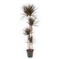 Drachenbaum – Dracaena Magenta 180cm – Ø27cm – Zimmerpflanze mit grünen Blättern & magentafarbenem Rand – Pflegeleicht – Plant