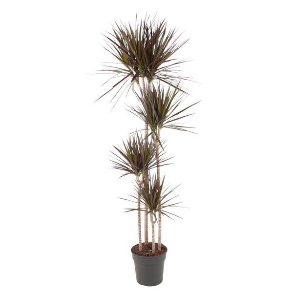 Drachenbaum – Dracaena Magenta 180cm – Ø27cm – Zimmerpflanze mit grünen Blättern & magentafarbenem Rand – Pflegeleicht – Plant