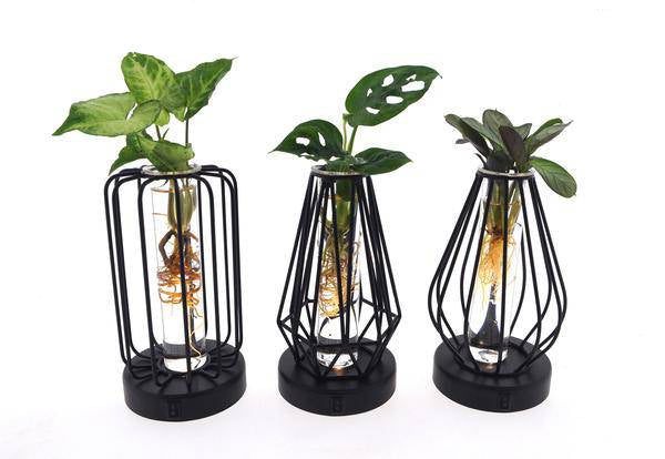 Zimmerpflanzen Mix im Turin Glas mit LED 3 Pflanzen Ø7cm ↕20cm – pflegeleichtes Pflanzen Set für Urban Jungle, Fensterbank, Wohnzimmer & Büro – Plant