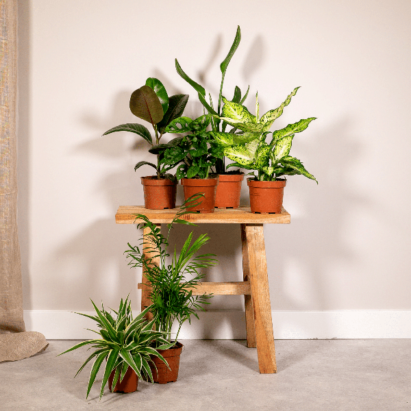 Pflanzen Überraschungsbox Ø12cm ↕25cm – pflegeleichtes Pflanzen Set für Urban Jungle, Fensterbank, Wohnzimmer & Büro – Plant