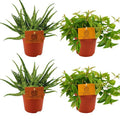 2x Aloe Spider + 2x Peperomia Ang. Rocca Vivace – Zimmerpflanzen-Set – Ø10.5cm – ↕10cm – Pflegeleicht & dekorativ – Für helle & halbschattige Standorte – Plant