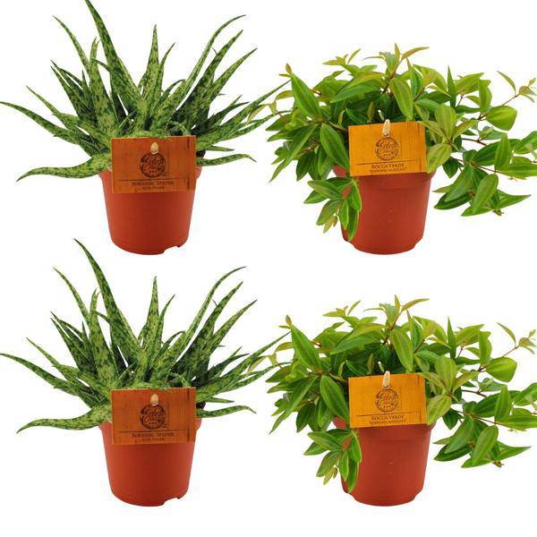 2x Aloe Spider + 2x Peperomia Ang. Rocca Vivace – Zimmerpflanzen-Set – Ø10.5cm – ↕10cm – Pflegeleicht & dekorativ – Für helle & halbschattige Standorte – Plant