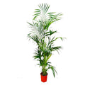 Kentia – Palme – Howea forsteriana – Zimmerpflanze – 200cm – Ø24cm – Elegante Grünpflanze für Wohnzimmer, Büro & Wintergarten – Tropische Kübelpflanze – Plant