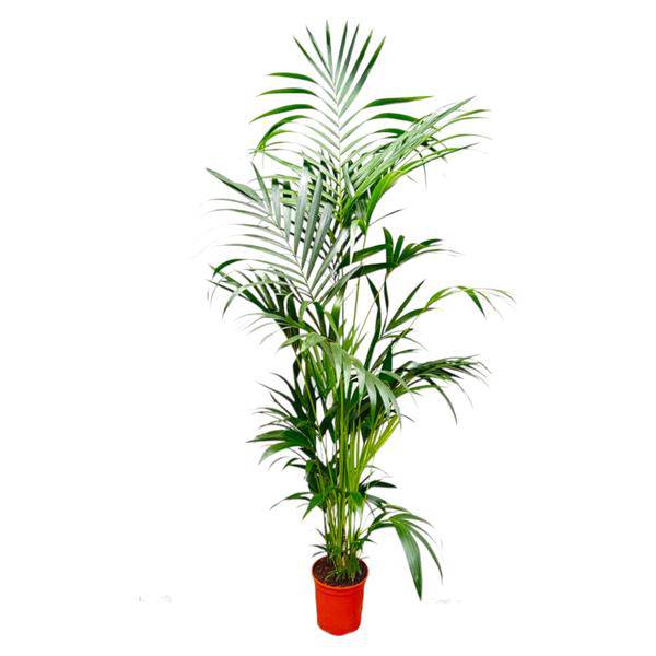 Kentia – Palme – Howea forsteriana – Zimmerpflanze – 200cm – Ø24cm – Elegante Grünpflanze für Wohnzimmer, Büro & Wintergarten – Tropische Kübelpflanze – Plant