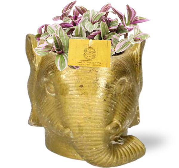 Tradescantia Sweetness Fangblatt – Zimmerpflanze Ø10,5cm – ca. 10cm hoch – Mit Elefant Gold Topf Ø11/12x10cm – Bunte Blätter – Für Wohnzimmer & Büro – Plant