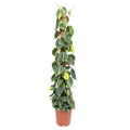 Baumfreund – Philodendron Scandens Brasil 150cm – Ø27cm – Kletterpflanze mit Moosstock – Herzförmige Blätter – Plant