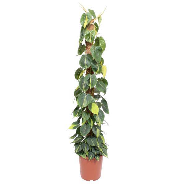 Baumfreund – Philodendron Scandens Brasil 150cm – Ø27cm – Kletterpflanze mit Moosstock – Herzförmige Blätter – Plant