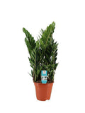 Zamioculcas – Glücksfeder – Zimmerpflanze ↕75cm – Ø21cm – Robuste & pflegeleichte Grünpflanze – Plant