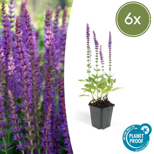 Blüten – Salbei – Salvia nemorosa 'Ostfriesland' – ↕10-25cm – Ø9cm – Lila Blüten – Pflegeleichte Staude – Sonniger Standort – Plant