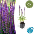Blüten – Salbei – Salvia nemorosa 'Ostfriesland' – ↕10-25cm – Ø9cm – Lila Blüten – Pflegeleichte Staude – Sonniger Standort – Plant