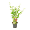Japanischer Fächerahorn Acer palmatum ‘Going Green’ Gartenpflanze Ø19cm ↕50cm – winterharte Pflanze für Garten, Balkon, Terrasse, Kübel & Beet – Plant