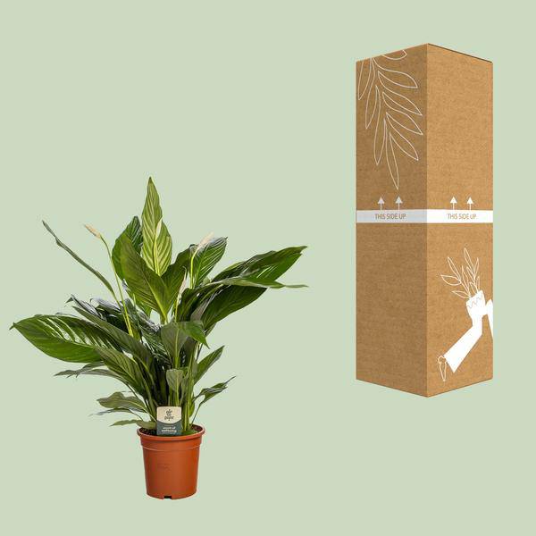 Einblatt Spathiphyllum Bingo Cupido Zimmerpflanze Ø19cm ↕80cm – pflegeleichte Grünpflanze für Wohnzimmer, Büro & helle Standorte kaufen – Plant