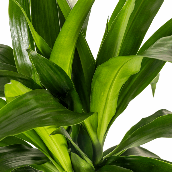 Dracaena Deremensis Lisa – Drachenbaum – Ø19cm – ↕70-90cm – Elegante Zimmerpflanze mit dunkelgrünen Blättern – Pflegeleicht & luftreinigend – Plant