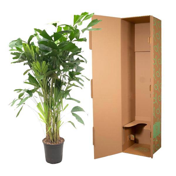 Caryota Mitis – Fischschwanzpalme – Zimmerpflanze ca. 140cm – Ø24cm – Tropische Palme mit gefiederten Blättern für Wohnzimmer, Büro & Wintergarten – Plant