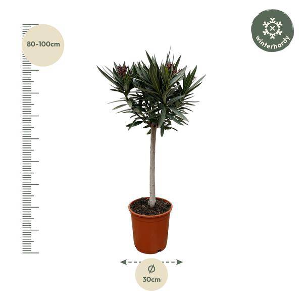 Rosenlorbeer Gartenpflanze Ø22cm ↕90cm – Pflanze für Garten, Balkon, Terrasse, Kübel & Beet online kaufen – Plant