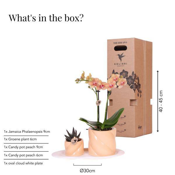 Phalaenopsis Orchidee Orange mit Grünpflanze im Candy Ziertopf auf weißem Bio – Tablett – Zimmerpflanzen Set – Geschenkidee – Dekoration – Plant