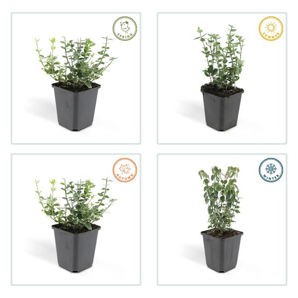 Kletter – Spindelstrauch Euonymus fortunei 'Emerald 'n Gaiety' – ↕10-25cm – Ø9cm – Winterhart & pflegeleicht – Plant