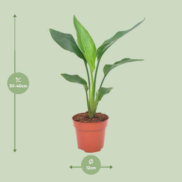 Paradiesvogelblume – Strelitzia reginae – Zimmerpflanze – Ø12cm – ↕40cm – exotische Bird of Paradise Pflanze für Wohnzimmer & Büro – Plant