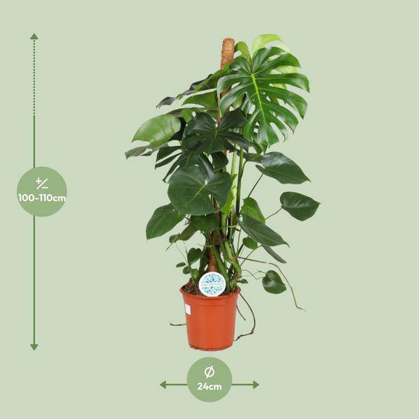 Köstliches Fensterblatt Monstera Deliciosa Zimmerpflanze Ø24cm ↕105cm – pflegeleichte Grünpflanze für Wohnzimmer, Büro & helle Standorte kaufen – Plant