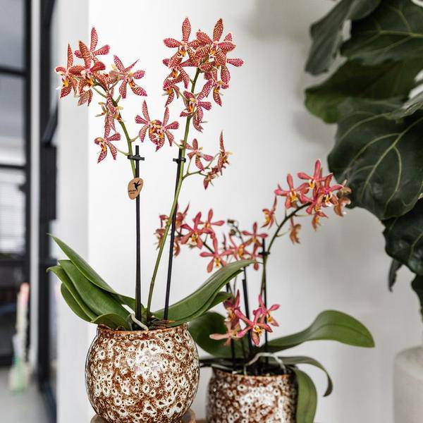Blumentopf Safari – Ø9cm – Handgefertigter Keramik Pflanztopf – Dekorativer Übertopf für kleine Zimmerpflanzen – Stilvolle Innendeko – Plant