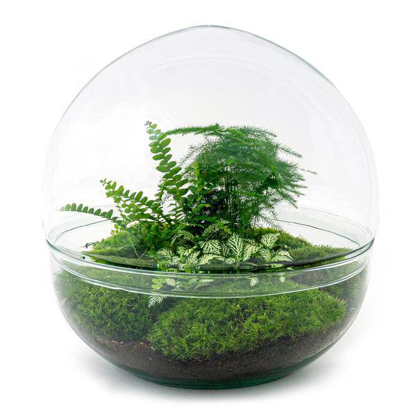 Flaschengarten DIY Bausatz Terrarium Kuppel XL Ø30cm – pflegeleichter Flaschengarten im Glas, Pflanzen Terrarium für Wohnzimmer & Büro – Plant