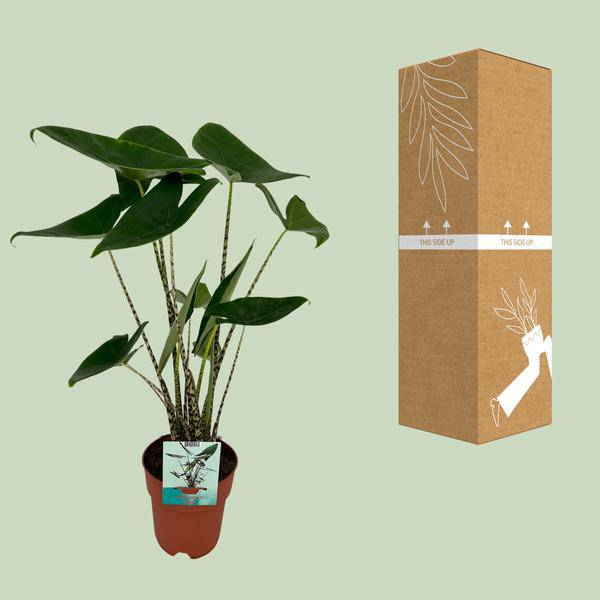 Alocasia Zebrina Elefantenohr – Ø19cm H75cm – Tropische Zimmerpflanze mit zebragestreiften Stielen – Exotischer Blickfang für Wohnzimmer & Büro – Plant