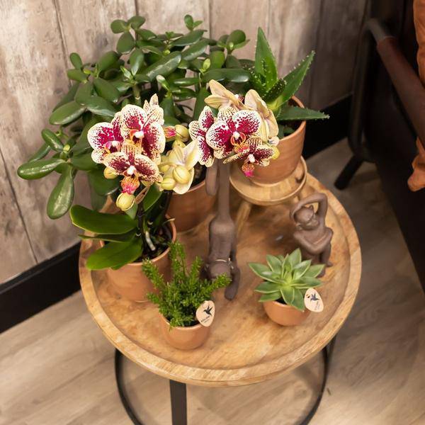 Glasierter Blumentopf Cognac Zimmerpflanze Ø12cm – blühende Orchidee für Wohnzimmer, Büro & helle Standorte kaufen – Plant
