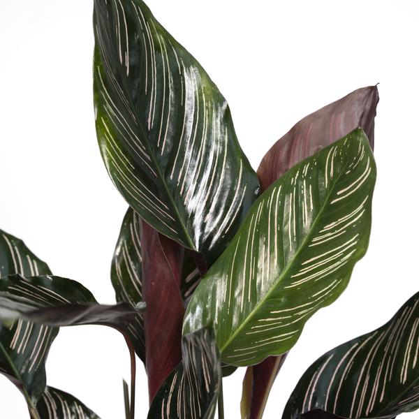 Korbmarante Calathea Ornata – Zimmerpflanze Ø14cm ca. 50cm hoch – Exotische Blattzeichnung – Pflegeleichte Zimmerpflanze für Zuhause & Büro – Plant