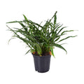 Schlangenhautfarn – Aglaomorpha coronans – Santa Rosa Farn – Zimmerpflanze – Ø17cm – 45cm hoch – pflegeleichte luftreinigende Pflanze – Plant