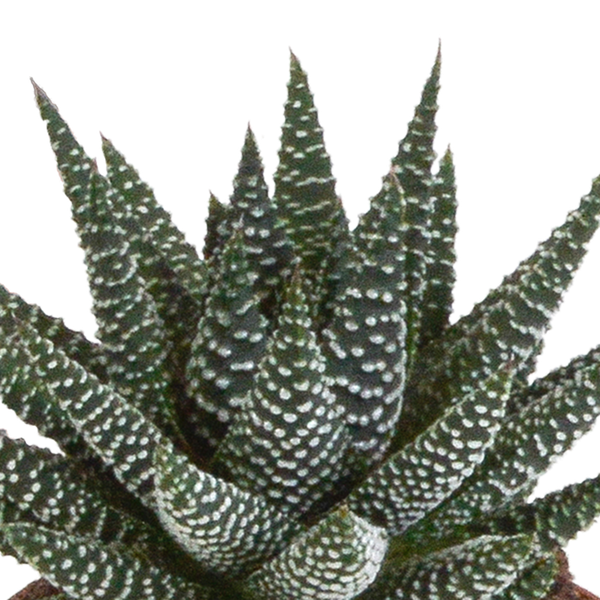 Sukkulenten Mix Gasteria & Haworthia – 3 Pflanzen – Ø8,5cm Zimmerpflanzen im weißen Topf – Verschiedene Mini – Sukkulenten – Plant