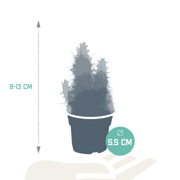 Kakteen Mix – 3 Zimmerpflanzen – Ø8,5cm – Verschiedene Kakteen im Mix – Pflegeleichte Sukkulenten – Mini – Kakteen für Fensterbank, Büro & Wohnzimmer – Plant