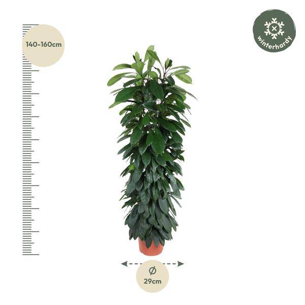 Gummibaum Zimmerpflanze Ø29cm ↕150cm – pflegeleichte Grünpflanze für Wohnzimmer, Büro & helle Standorte kaufen – Plant