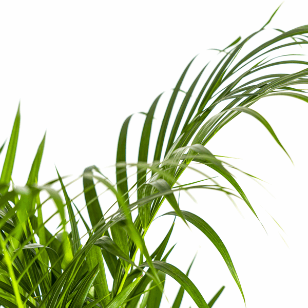 Dypsis Areca Lutescens – Goldpalme Ø21cm – Höhe 100-120cm – Luftreinigende Zimmerpflanze mit federartigen Blättern – Tropische Areca – Plant