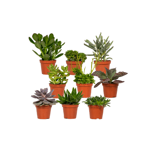 Sukkulenten Mix 18 Pflanzen Ø8,5cm ↕10cm – pflegeleichtes Pflanzen Set für Urban Jungle, Fensterbank, Wohnzimmer & Büro – Plant