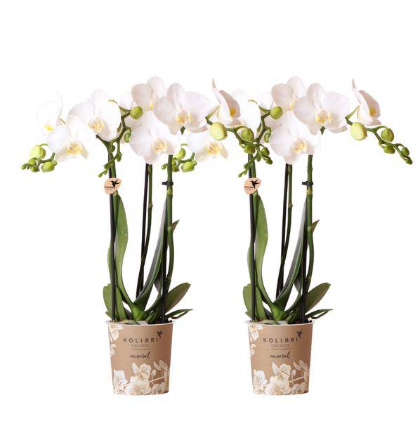 Weiße Phalaenopsis Orchideen – Amabilis – 2 Pflanzen – Blühende Zimmerpflanze Ø9cm – Multiflora – Orchidee mit 2-3 Zweigen – Plant