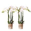 Weiße Phalaenopsis Orchideen – Amabilis – 2 Pflanzen – Blühende Zimmerpflanze Ø9cm – Multiflora – Orchidee mit 2-3 Zweigen – Plant
