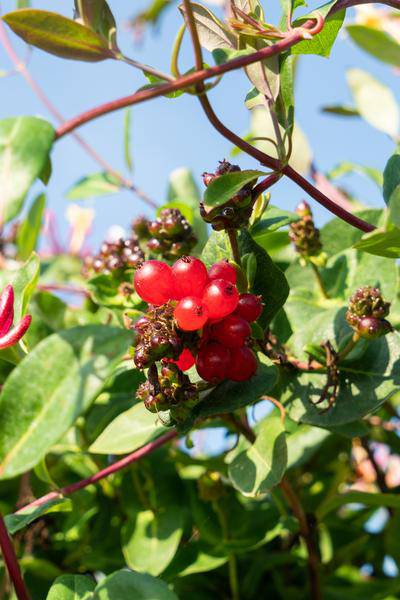 Wald – Geißblatt Lonicera periclymenum 'Serotina' Gartenpflanze Ø15cm ↕65cm – Pflanze für Garten, Balkon, Terrasse, Kübel & Beet online kaufen – Plant