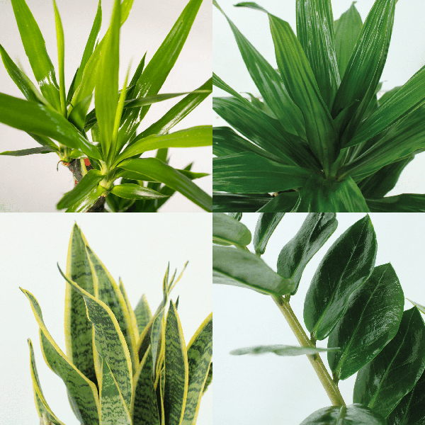 Pflanzkasten Easy – 4 pflegeleichte Zimmerpflanzen – Sansevieria, Yucca, Zamioculcas & Dracaena – Verschiedene Höhen 40-85cm – Ø14 – Ø17 – Plant