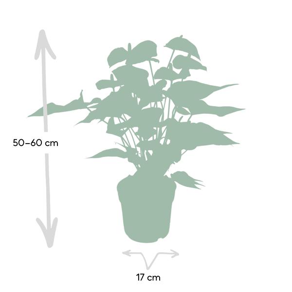 Flamingoblume – Anthurium Rot – Zimmerpflanze – Ø17cm – ↕55cm – Elegante rote Blüten – Pflegeleichte Zimmerpflanze – Plant