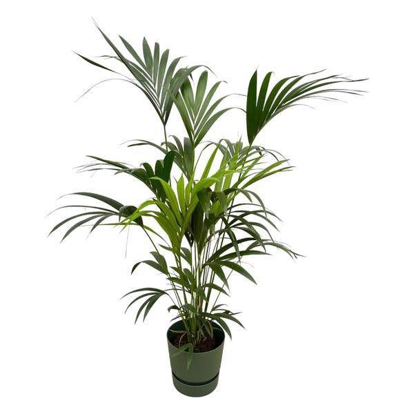 Kentia Palme – Forstersche Kentia – Zimmerpflanze ca. 160cm – Ø30cm – inkl. Pflanzgefäß Greenville Grün – Tropische XL – Plant