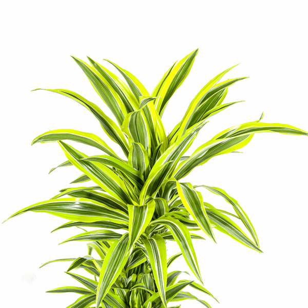 Drachenbaum Dracaena Deremensis Lemon Lime – Ø24cm – ↕130-150cm – Exotische Zimmerpflanze mit grün – gelben Blättern – Pflegeleicht & luftreinigend – Plant