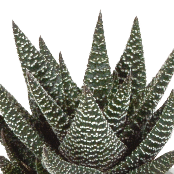 Sukkulenten Mix Gasteria & Haworthia – Ø8,5cm Zimmerpflanzen im Terrakotta – Topf – Verschiedene Mini – Sukkulenten – Plant