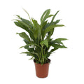 Einblatt Spathiphyllum Torelli Zimmerpflanze Ø17cm ↕65cm – pflegeleichte Grünpflanze für Wohnzimmer, Büro & helle Standorte kaufen – Plant