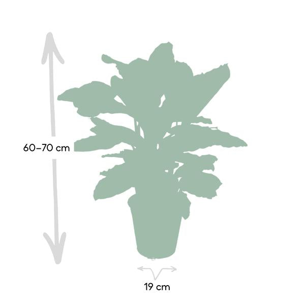 Calathea Zebrina – Pfauenpflanze – Zimmerpflanze – Ø19cm x ↕80cm – Tropische Blattpflanze mit Zebramuster – Luftreinigend & pflegeleicht – Plant