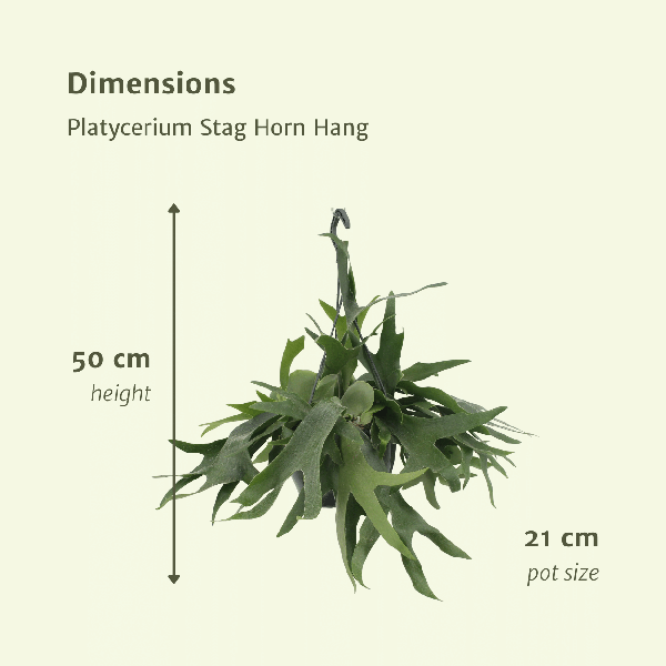 Geweihfarn Zimmerpflanze Ø21cm ↕50cm – pflegeleichte Grünpflanze für Wohnzimmer, Büro & helle Standorte kaufen – Plant