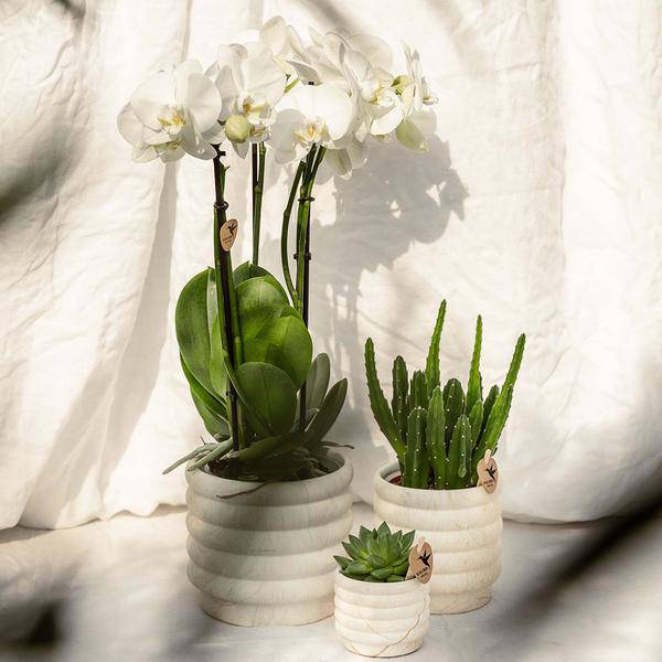 Dekotopf Marmor – Hell – Ø9cm – Keramik Blumentopf in Marmoroptik – Zeitloses Design – Für Zimmerpflanzen, Orchideen & Sukkulenten – Plant