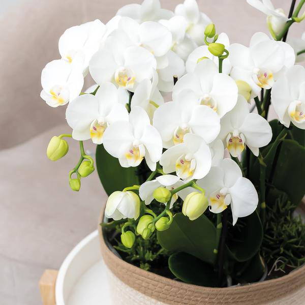 Schilfkorbschale Weiß – Ø30cm – Weidentopf aus Baumwollgeflecht – Handgefertigt – Für Orchideen & Grünpflanzen – Natur – Look mit weißen Details – Plant