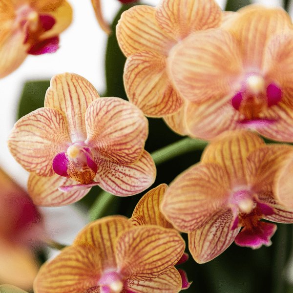 Phalaenopsis Orchidee Bozen Orange – Zimmerpflanze Ø9cm – inkl. Painted Stripe Topf Orange – Exotische Orchidee mit 2-3 Blütenstielen – Plant